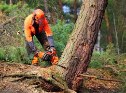 Best Palm Tree Trimming  in Lake Ripley, WI