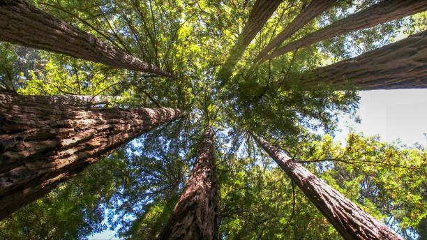 Professional Tree Services in Lake Ripley, WI