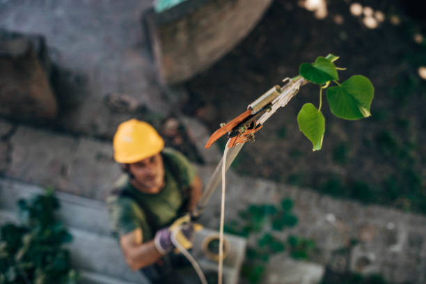 Best Arborist Consultation Services  in Lake Ripley, WI