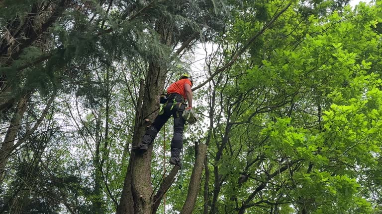 How Our Tree Care Process Works  in  Lake Ripley, WI