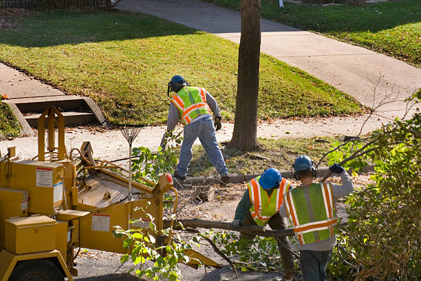 Best Root Management and Removal  in Lake Ripley, WI