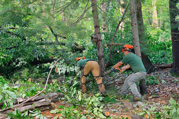 Best Leaf Removal  in Lake Ripley, WI