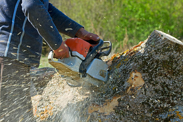 Best Tree Disease Treatment  in Lake Ripley, WI