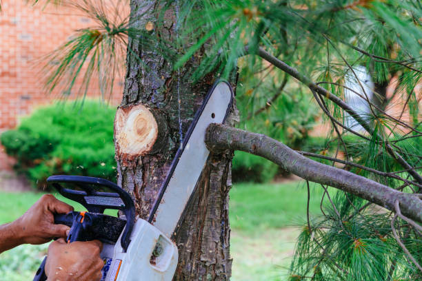 Best Pest Control for Lawns  in Lake Ripley, WI
